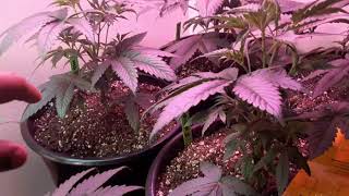 MultiStrain Update (Platinum Kush Breath Remix,Zombie Kush,Simple Wedding Cake S1,Purple,White Widow
