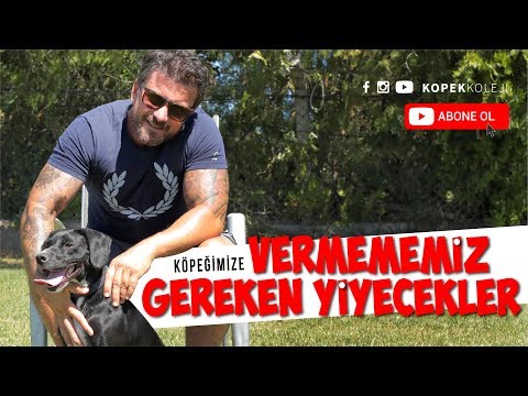 Video: Köpeğinize Çıkarken Dikkat Edilmesi Gereken 11 Şey