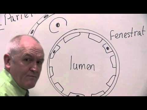 Renal physiology