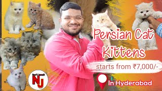 Best Shop for Persian Cats Price Starts from Rs 7000 only//బెస్ట్ పెర్షియన్ కిట్టేన్స్ ASAD CATTERY