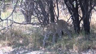 Le Léopard se désaltère . BOTSWANA 2015 - Région de Kwai.