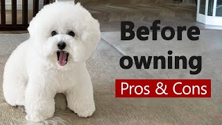 Bichon Frise: The Pros & Cons of Owning One by The Designer Dogs 2,106 views 2 months ago 4 minutes, 13 seconds