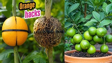 🌿MASTER Air Layering in 30 Days and Grow LEMON Trees FAST