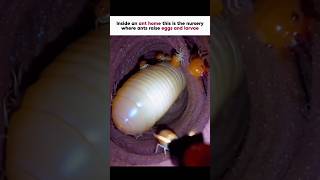 Famous Ant With a Camera Shows Its Home 🤯 Wealth