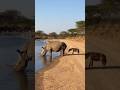 Rhino poops on hyena’s face! 😂🦏💩🐺코뿔소가 하이에나 얼굴에 똥을! 😂🦏💩🐺サイがハイエナの顔にうんち！爆笑必至のドッキリ瞬間😂🦏💩🐺