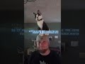 Milo, dimension traveling, please like & Sub #kitty #tuxedocat  #shortsvideo