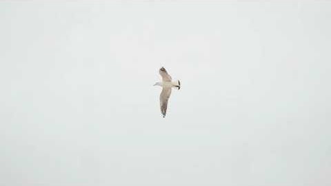 الشيخ سعد الغامدي |سوره الملك| السوره المنجيه من عذاب القبر بأذن الله