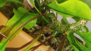 видео: Леканоптерис / Пересадка 🌿 картинка: Леканоптерис / Пересадка 🌿