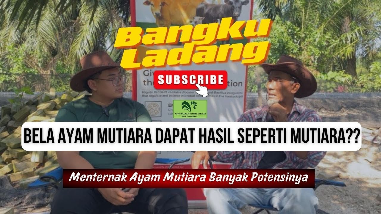 Bangku Ladang Ep16| Penternak Ayam Mutiara Skala Komersial - Halim bin Idris
