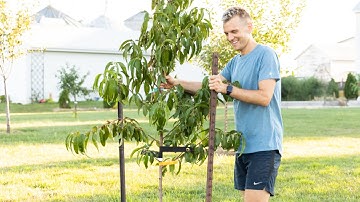 How to Stake a Tree