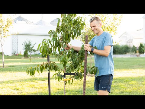 Video: Træpæling efter plantning - Hvornår skal man satse et nyt træ i landskabet