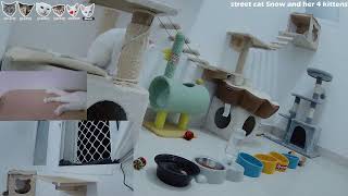 24/7 Cat Room Live Stream: Street Cats and Relaxing Music