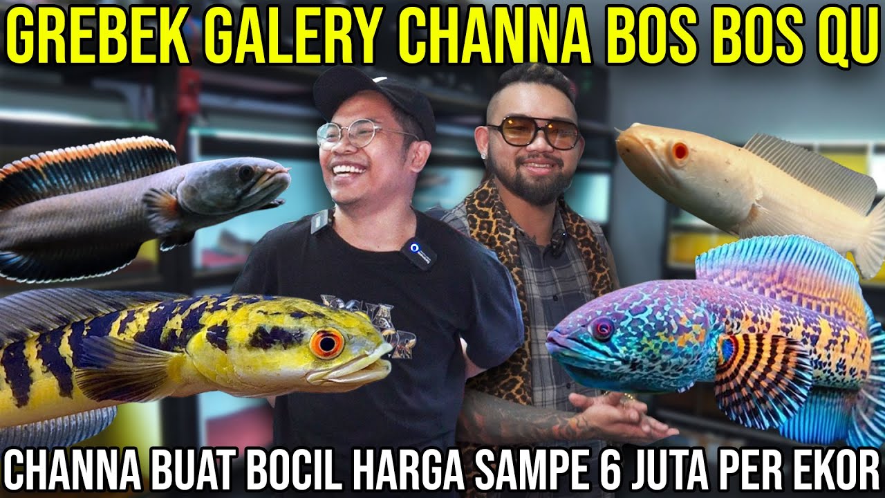 GREBEK GALERY CHANNA BOS BOS QU CHANNA BUAT BOCIL HARGA SAMPE 6 JUTA PER EKOR | BOS BOS QU