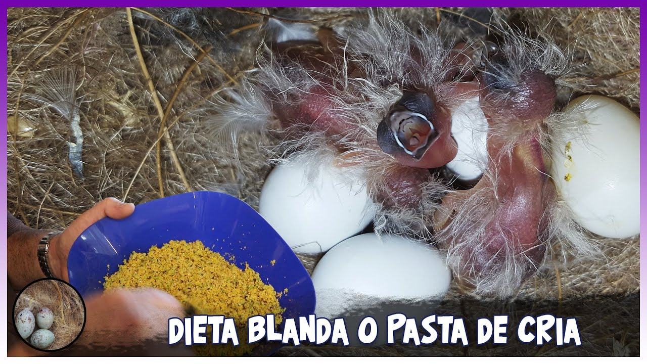 DIETA BLANDA O PASTA DE CRIA 🦜