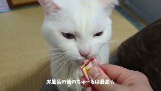 さっぱりスッキリ嬉しい白猫猫cat