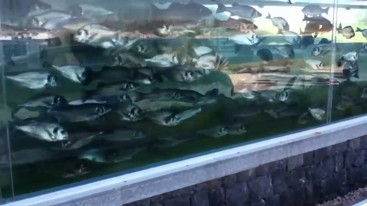 Забор аквариум в турции Забор аквариум в турции