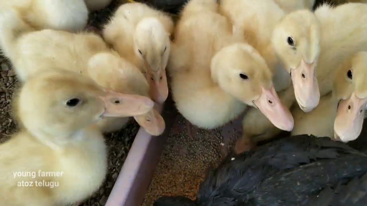 Duck chicks in telugu YouTube