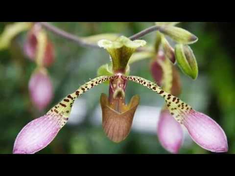 Video: Druhy Orchidejí