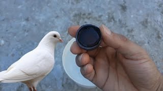 How to protect pigeons from all diseases without medicines