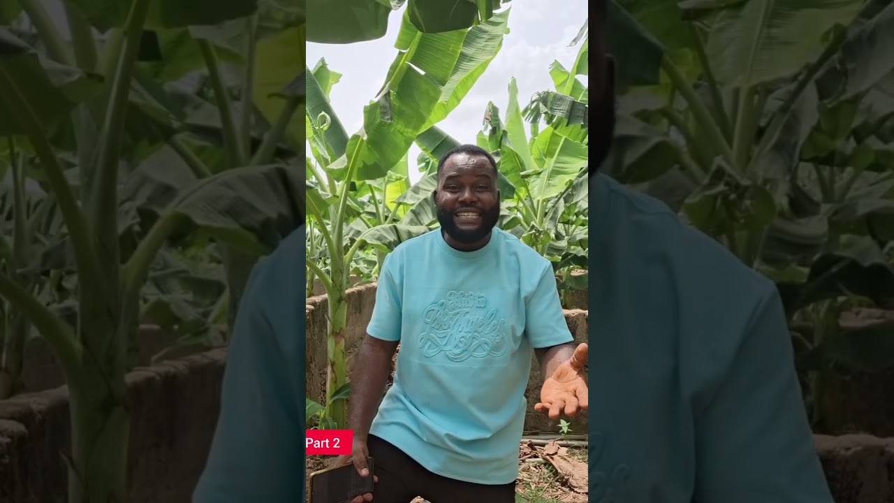 (Часть 2) Большие грозди бананов выращиваются с помощью сельскохозяйственных навыков, а не гибрид...