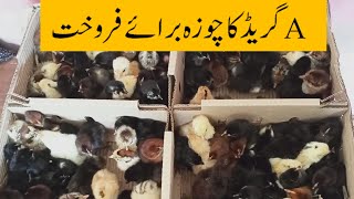 Golden Misri A Grade Chicks For Sale Golden Misri Chuza For Sale