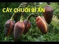 Chuyện lạ Việt Nam 2018 - Cả Làng Đến Xem Cây Chuối Lạ mọc ra 5 cái hoa bắp chuối