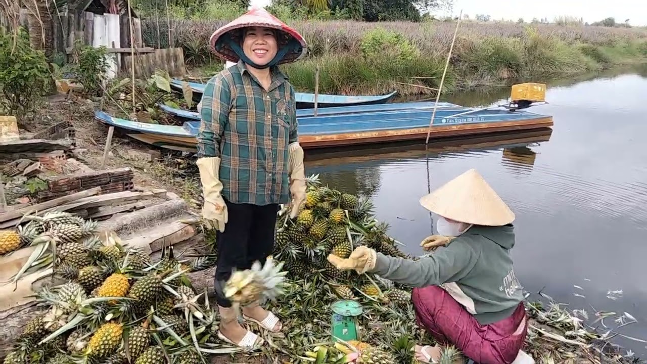 Cận cảnh làm khóm ở u Minh thượng 🍍🍍🍍