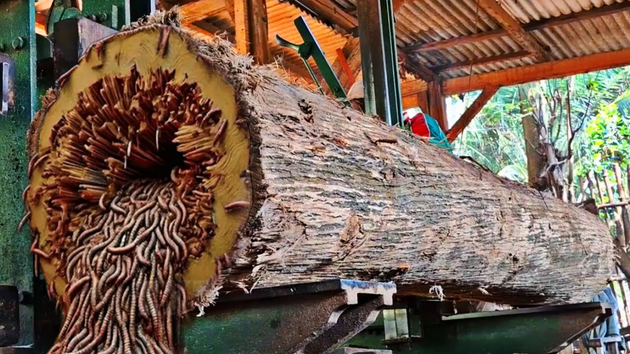 spectacular sawing of beautiful full grain teak logs at the sawmill ...
