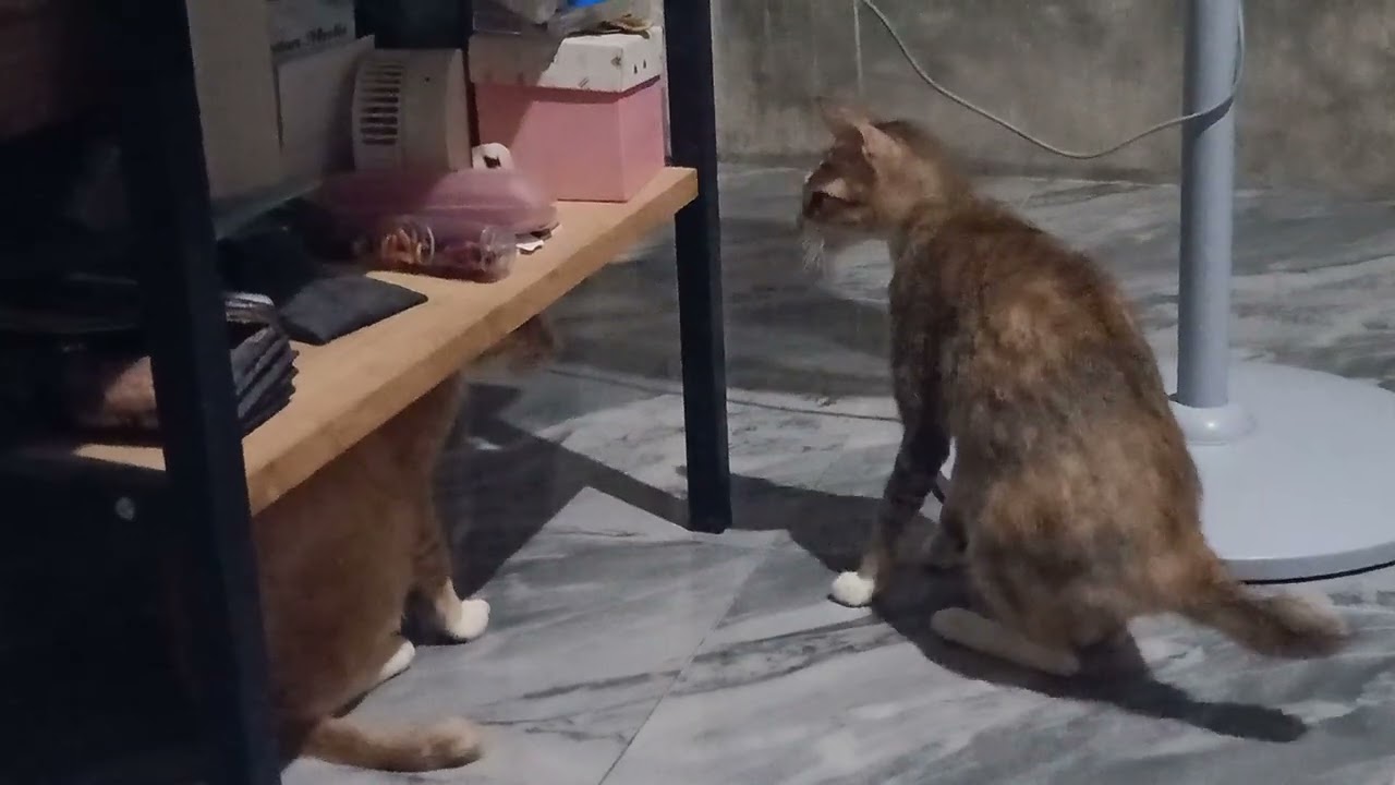 Battle Angry Cat 🔥