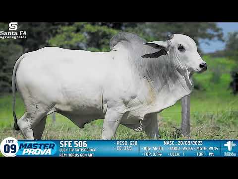 LOTE 09   SFE 506