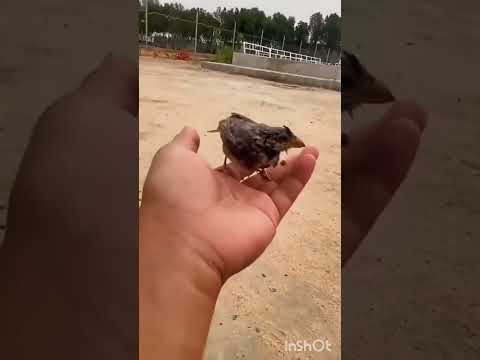 انت مش خايف