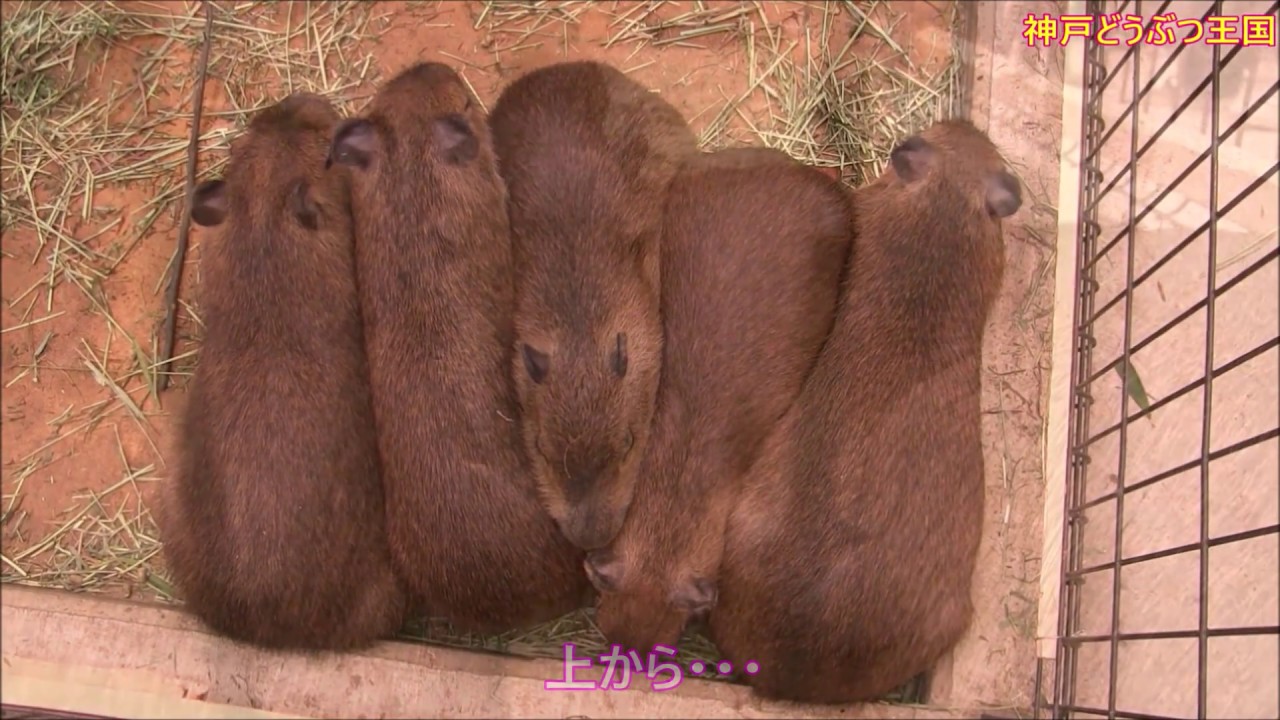 maxresdefault.jpg?sqp=-