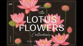 Match Highlights Lotus Flowers Stock Graphics - Download