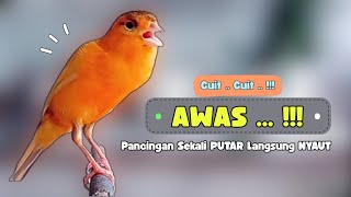 Kenari GACOR Panjang !!! Suara PANCINGAN Kenari Paud Belajar BUNYI Ngeriwik - MASTERAN Kenari PAUD