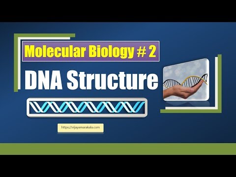 Structure of DNA :Deoxyribonucleic acid: Molecular Biology: biochemistry