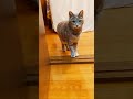 「ご飯まだかな?」猫が尻尾を振って待ってくれてます