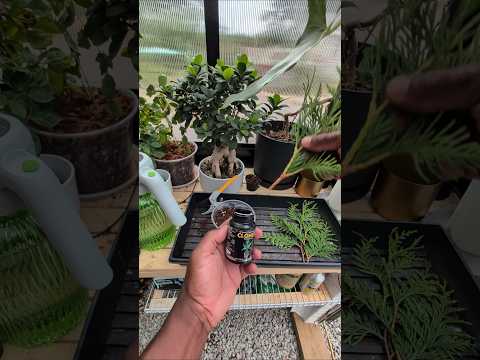 Green Giant arborvitae trees