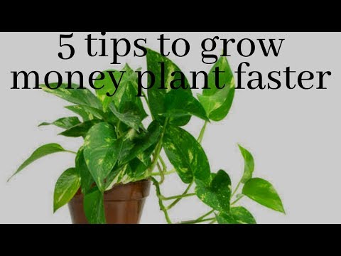 Como fazer a sua planta-de-dinheiro crescer mais rápido || 5 dicas infalíveis