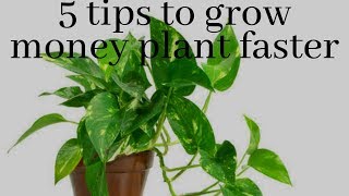 How to grow money plant faster || Top 5 tips to grow money plant