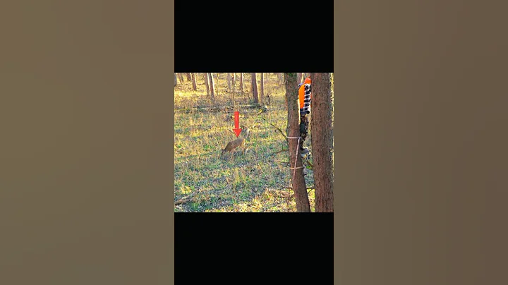 A deer  grunting with every step is one of those sounds you'll never forget! #bowhunting#challenge#