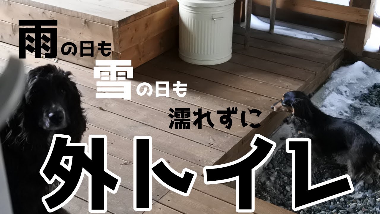 便利すぎる犬用外トイレはこうなってます Youtube