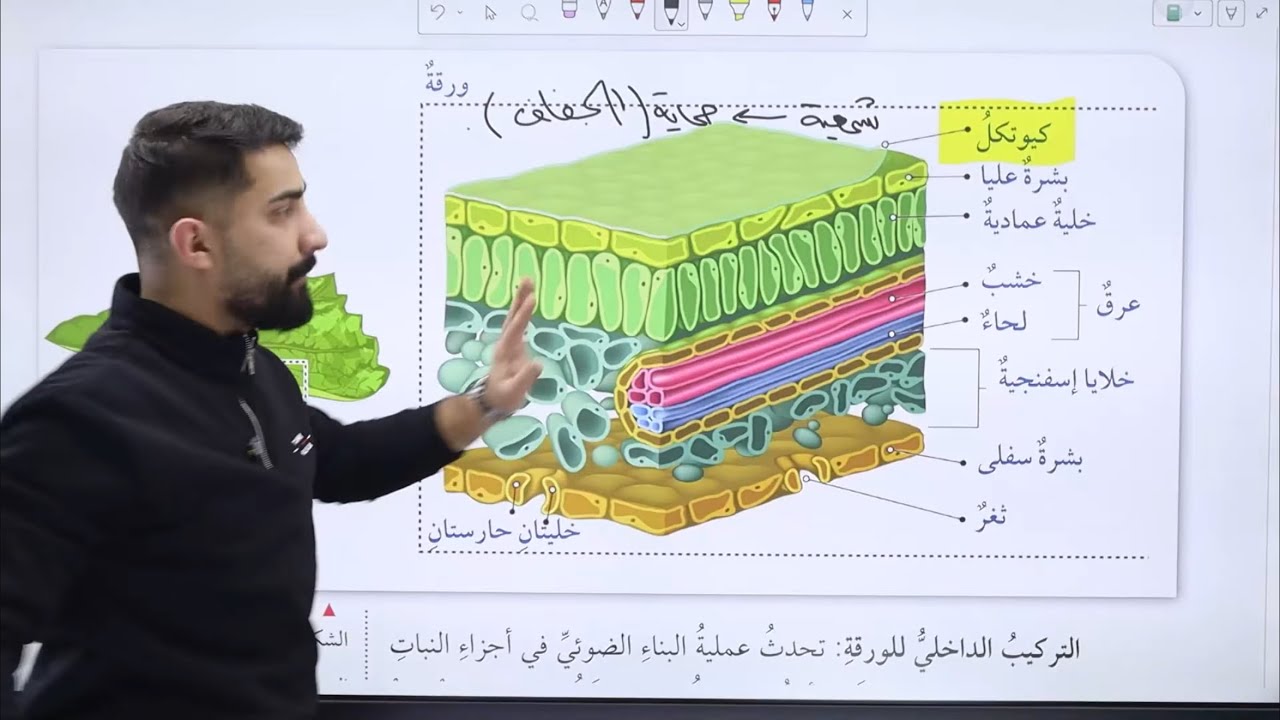 الحصة الثالثة جيل 2010 النباتات الوعائية البذريةج(2)