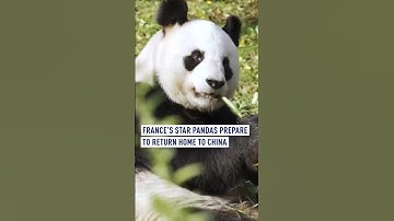 France’s star pandas prepare to return home to China