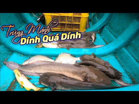 Giăng Câu Cá