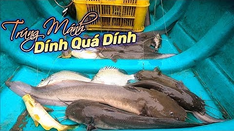 Giăng Câu Cá Ngát trúng luồn cá ăn mạnh dính luôn Cá Tráp | GĐCG #616