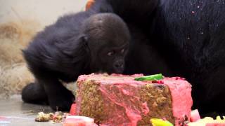 Baby Gorilla Gladys gets 1st Birthday Cake - Cincinnati Zoo