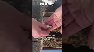 Something Abuzz In The Hive