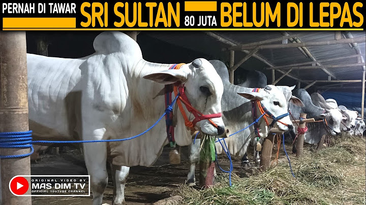 Di Sini Kandang Terbesar Pusat Spesialis Sapi Po Super Kebumen Di Sleman !!