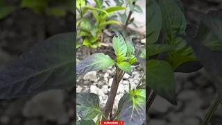 Mirchi Ke Pedh Ki Dekhbhal 🌶️😍 | Farming Vlog | Healthy Chilli Plants