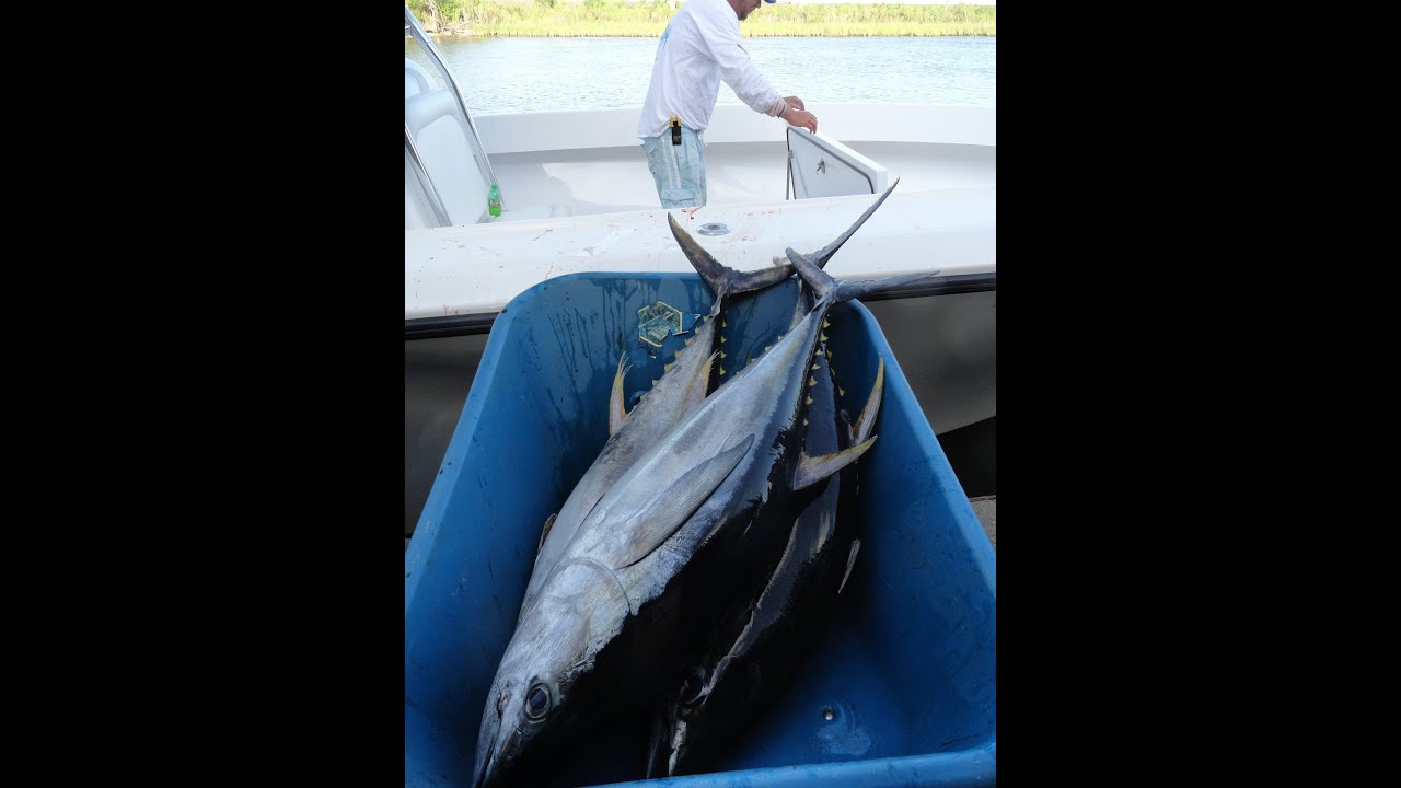 Tuna Haul 2014 ~ Cocodrie, Louisiana (Blackfin & Yellowfin) GO PRO